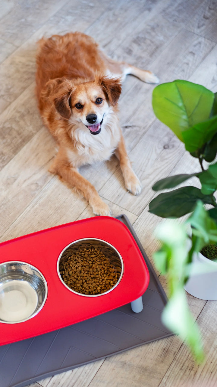 MESSY MUTTS - ELEVATED DOUBLE DOG FEEDER WITH STAINLESS BOWLS, ADJUSTABLE HEIGHT 3” TO 10”